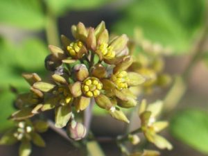 Blue Cohosh - Caulophyllum thalictroides, photos by Steven Foster