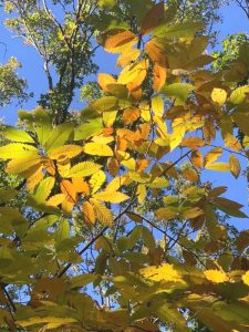 An American chestnut resprout on Long Island, NY. This is most likely a remnant of what was once a healthy tree a century ago.
