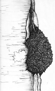 Chaga-Illustration-by-Vanessa-Chakour