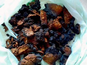 Chaga-harvested-in-the-Highlands