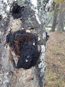 Chaga-in-Scotland