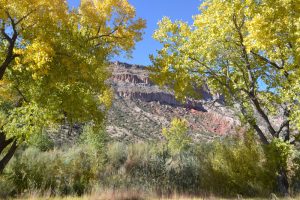 Cottonwoods-Northern-NM_Dara-Saville-crop