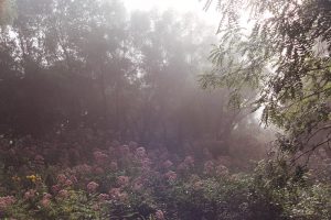 Joe Pye Weed