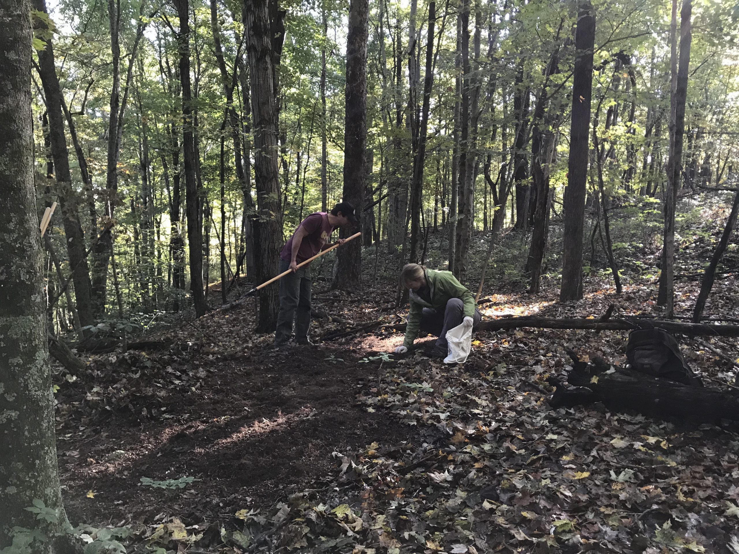 Sowing American ginseng seed (Panax quinquefolius) in the forest at United Plant Savers in Rutland, Ohio. September 2020.
