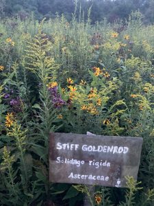 stiff-goldenrod