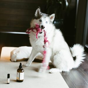 Photo of the dog @missmikopomsky