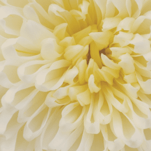 emblossom