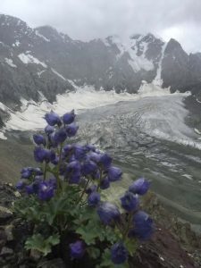 Aconitum in the Himalayas