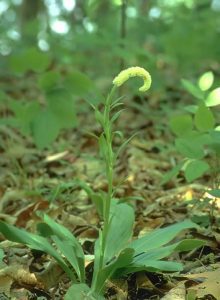 False Unicorn (Chamaelirium luteum) by Stephen Foster