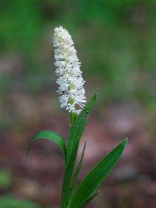 False Unicorn (Chamaelirium luteum) by Stephen Foster