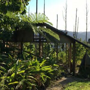 Forest damage from Hurricane Maria
