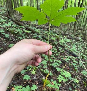 Goldenseal in its second year