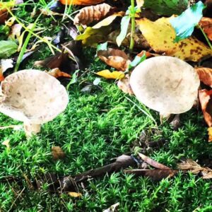 Irish fungi by M L Edwards