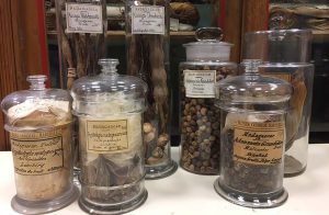 Plant specimens taken from Madagascar by France (Museģe colonial de Marseille, 2017), courtesy of Chanelle Adams