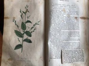 Photo 2: Lobelia (Lobelia infl ata L.) with newspaper clipping