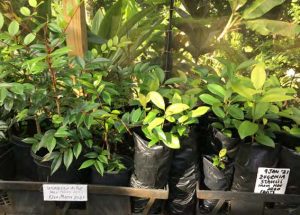 Rare endemic saplings growing in the nursery