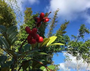 Simarouba tulae, rare endemic with seed