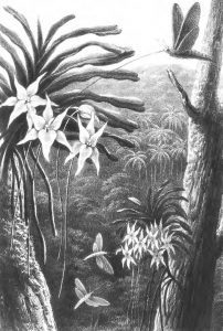 Sphinx Moth Fertilizing Angraecum Sesquipedale in the Forests of Madagascar, October 1867, Thomas William Woo