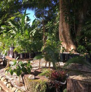 Tropical plant nursery at Eye on the Rainforest