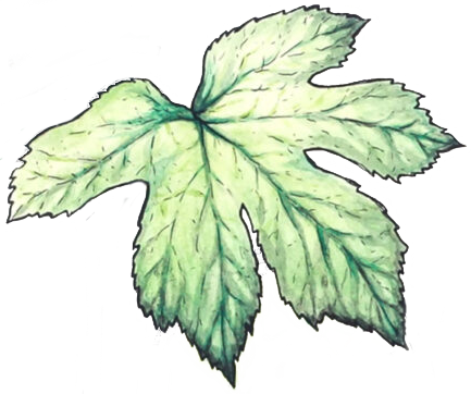 goldenseal leaf