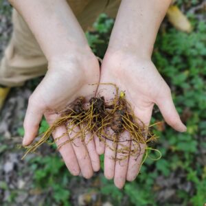2023 goldenseal rootlets for sale
