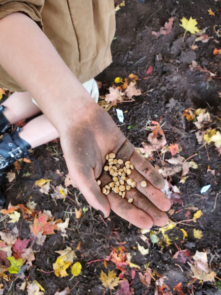 Peterborough Community Medicine Garden’s Project (So Far)