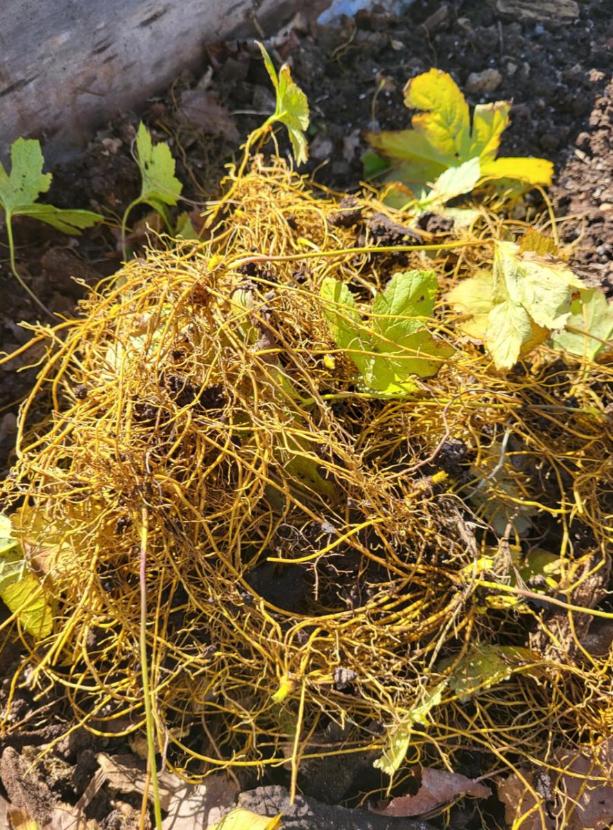 Goldenseal Screenshot 2023-11-21 at 9.47.42 AM Goldenseal