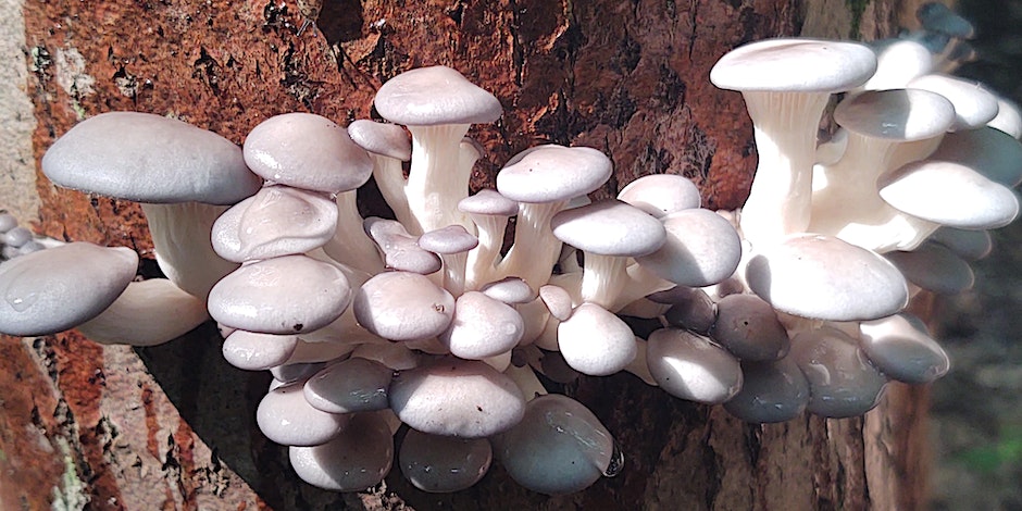 mushroom_fungi