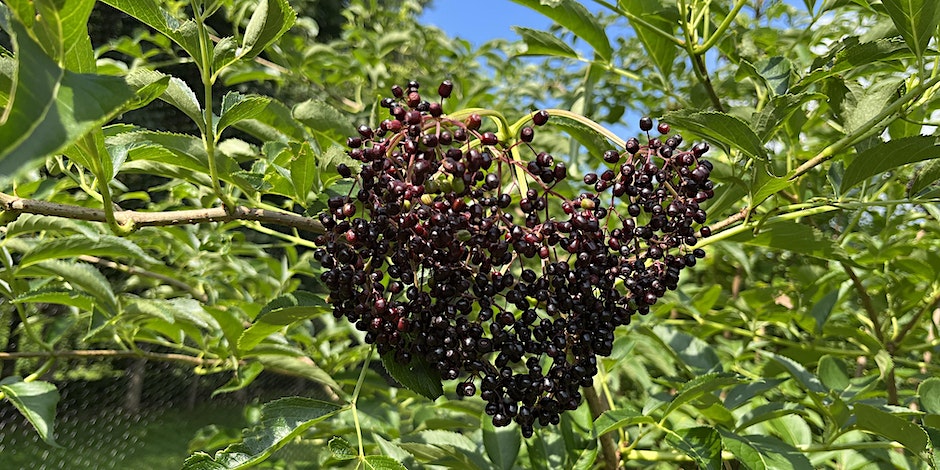 elderberry cultivation