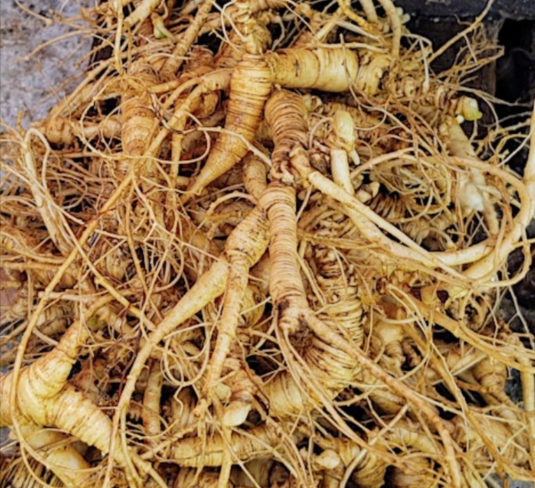 Growing-Marketing-Forest-Grown-American-Ginseng-Tickets-Sat-Sep-7-2024-at-9-00-AM-Eventbrite