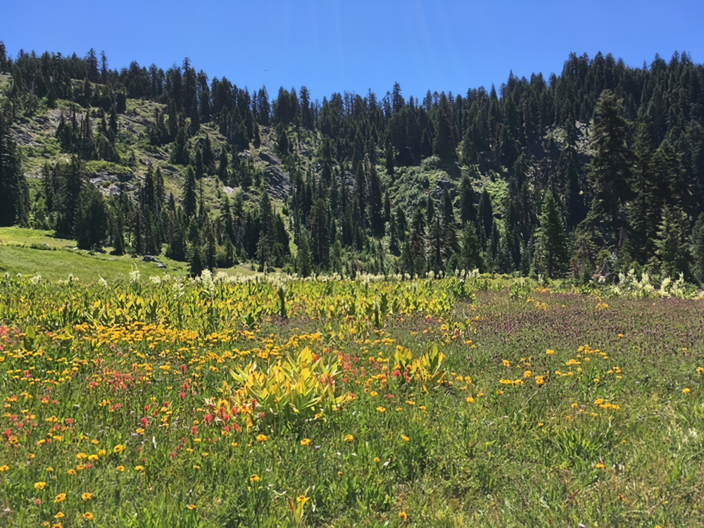 Higher elevation around Williams