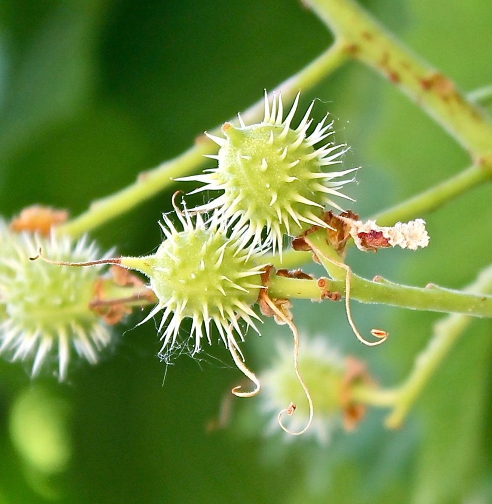 Horse ChestnutAesculus hippocastanum