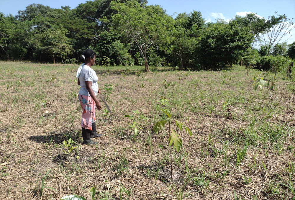 Hortencia, one of the group leaders, shows an area recently planted