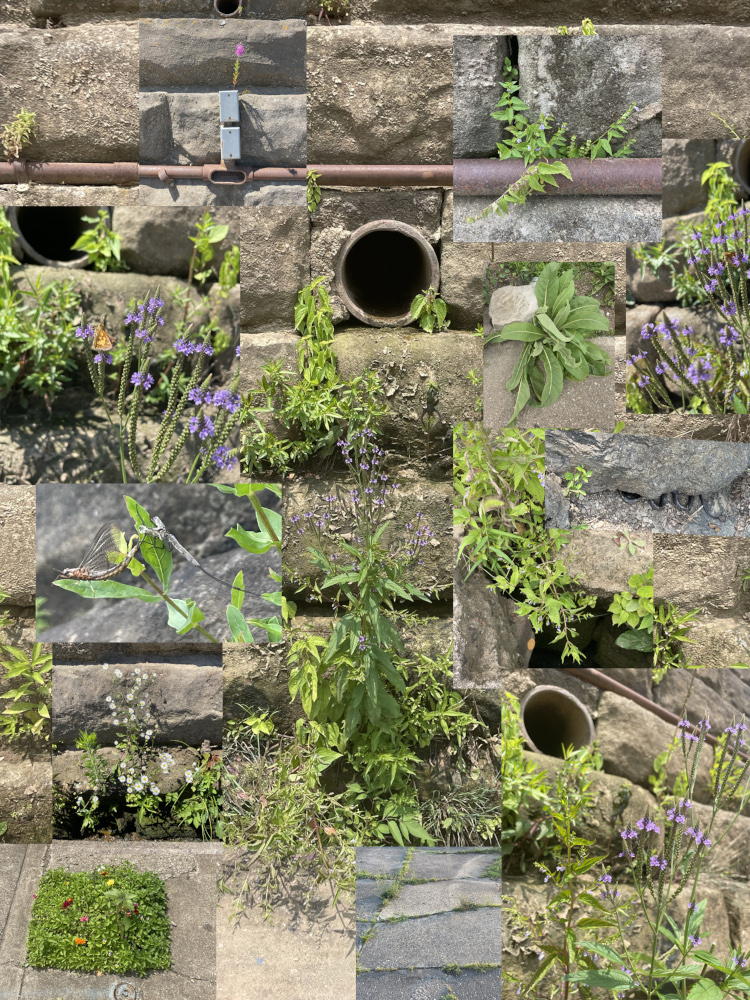 Blue vervain (Verbena hastata) and skullcap (Scutellaria lateriflora) growing in river wall. Mosaic by Goda Trakumaite