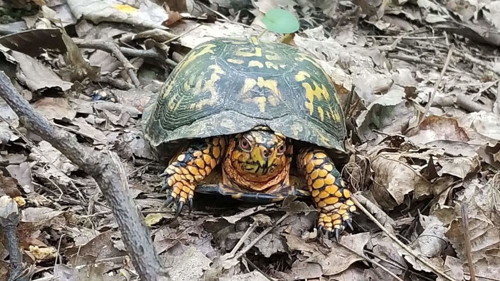 turtle