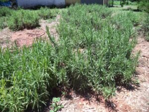 Achyrocline alata cultivated-rs