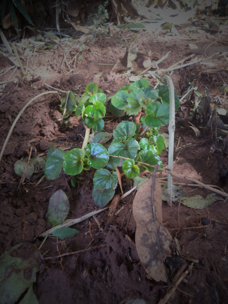 Begonia cucullata rooting cuttings rs