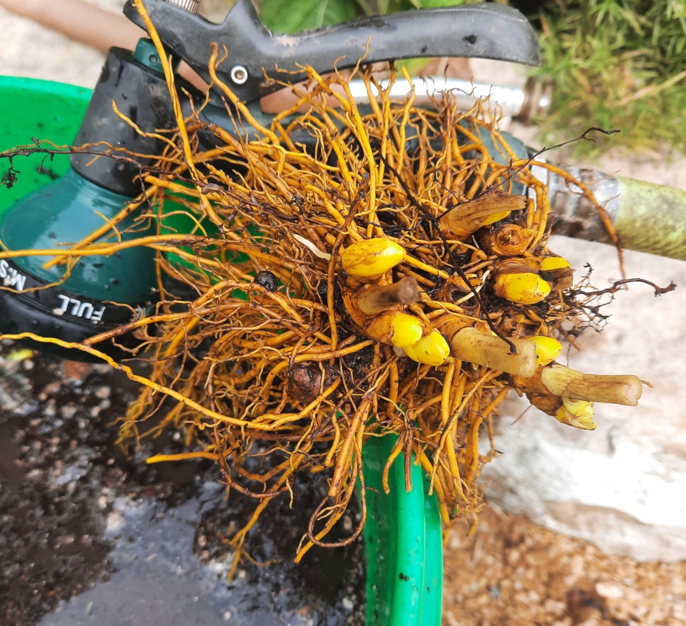 Goldenseal root harvest