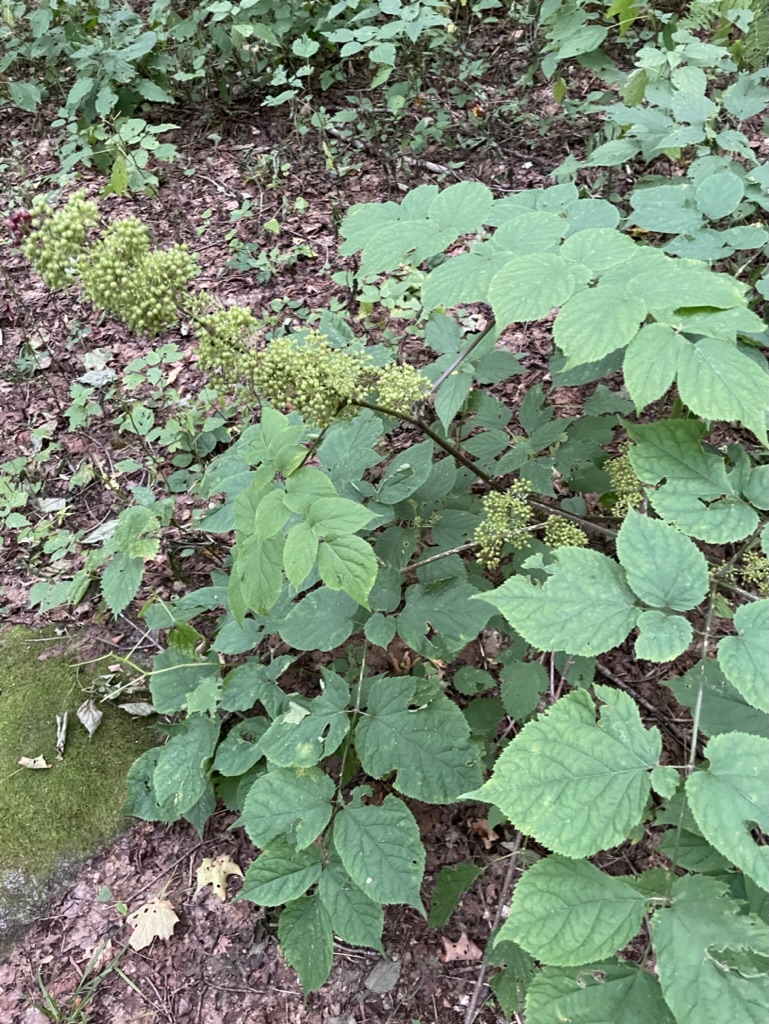 Spikenard - Aralia racemosa