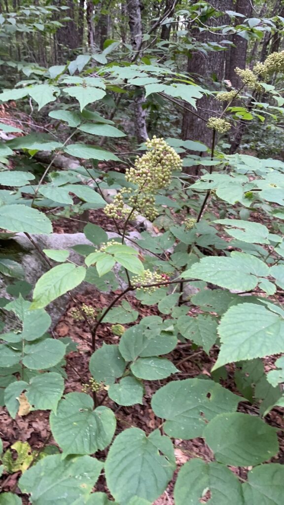 Spikenard - Aralia racemosa