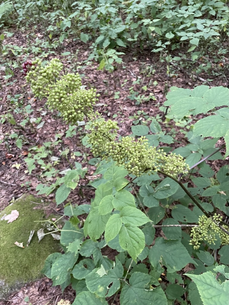 Spikenard - Aralia racemosa