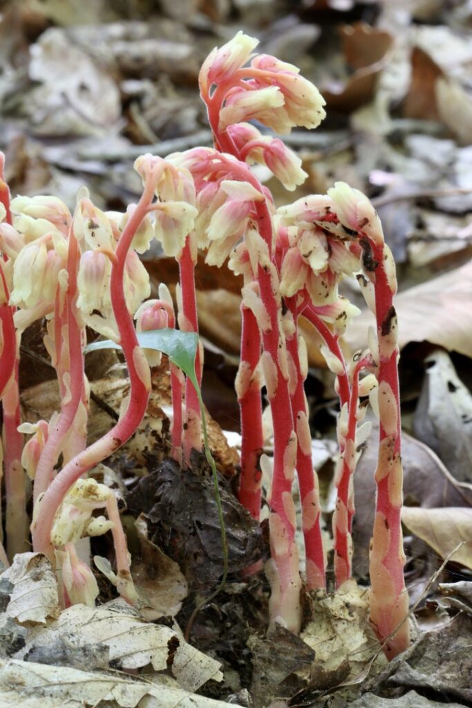 Hypopitys lanuginosa pinesap