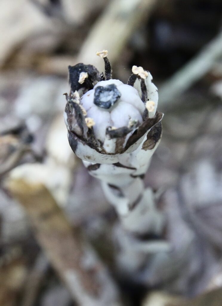 Monotropa uniflora flower