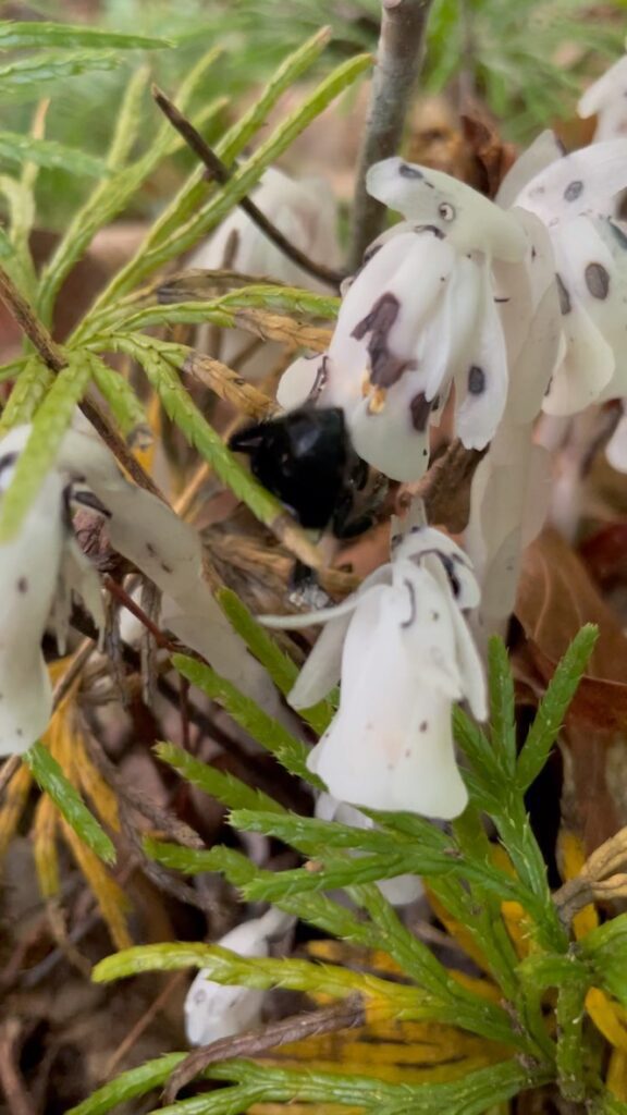 Bombus bumblebee monotropa uniflora
