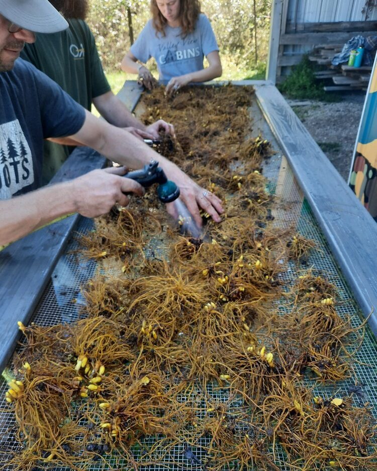 Goldenseal on Wash table