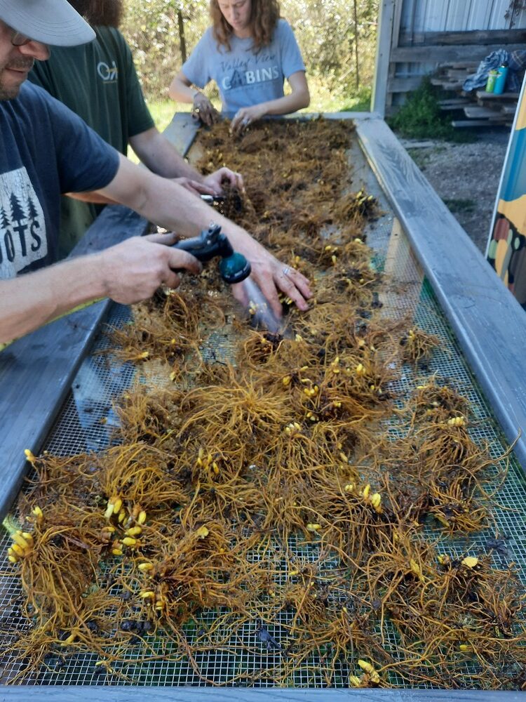 Goldenseal on wash table
