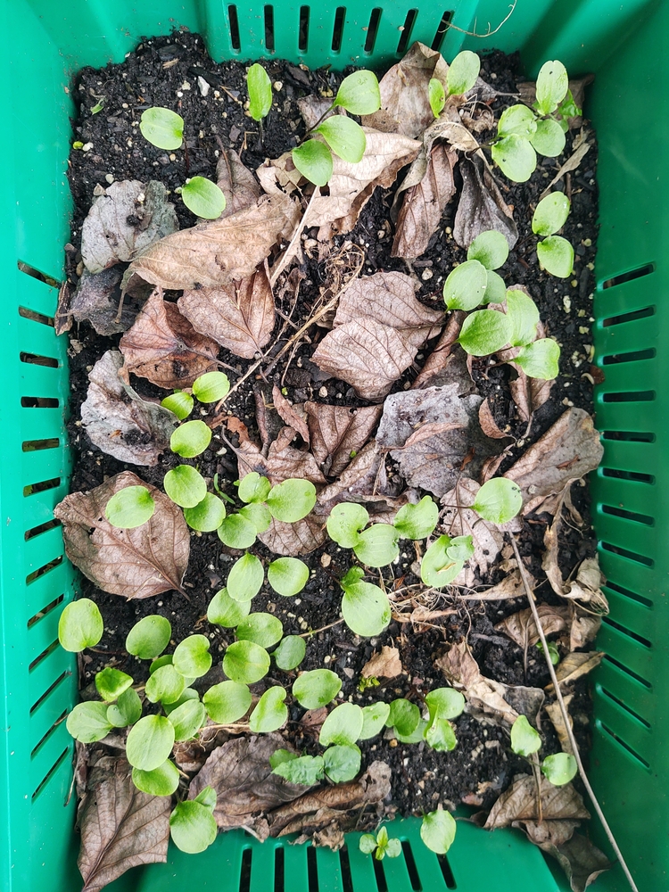 Goldenseal on wash table Seeds germinating in stack and nest fl at