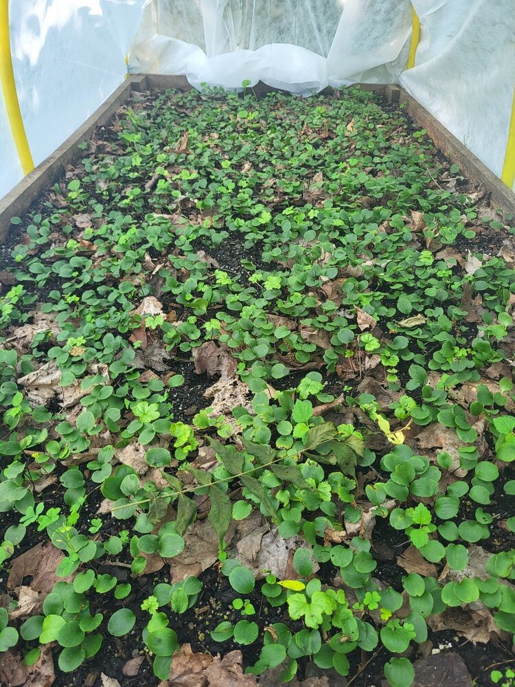 Seedling nursery bed year 1