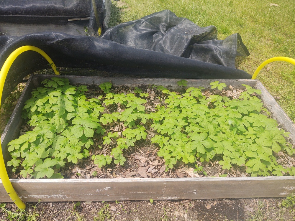 Seedling nursery bed year 2