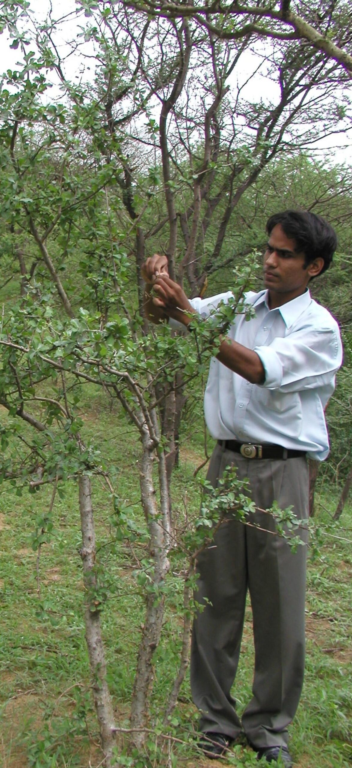 Fig-1-Save-Guggul-Movement